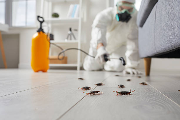 Commercial Rodent Management in New Bern